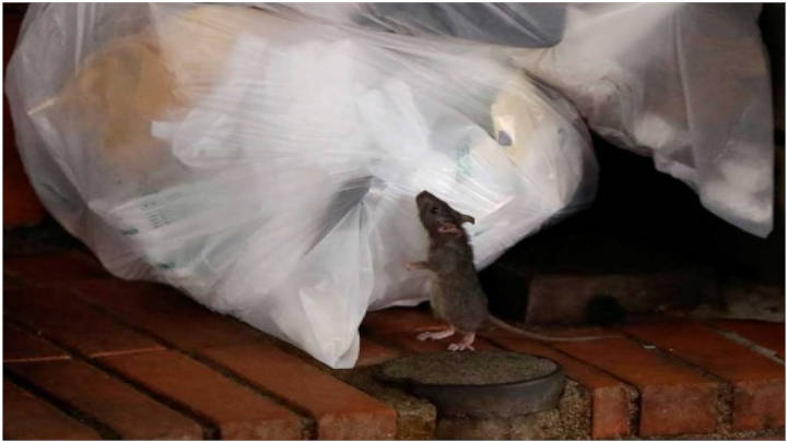 Presencia masiva de roedores que llegan a ser hasta caníbales