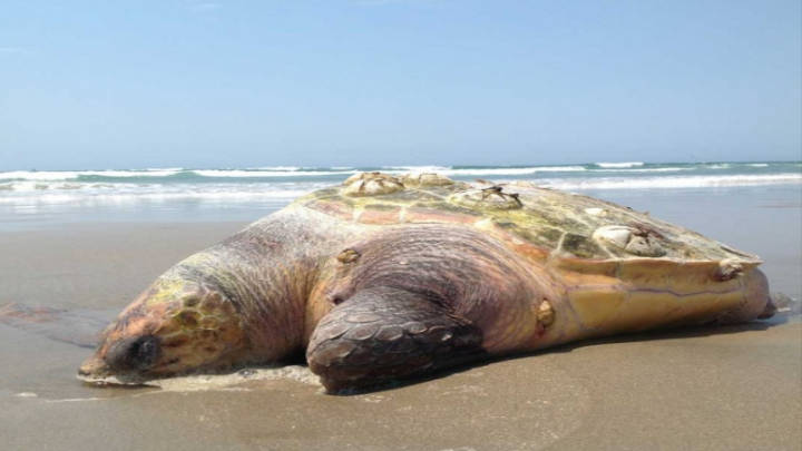 La tortuga amarilla Caguama muere en las redes pesqueras del Pacífico