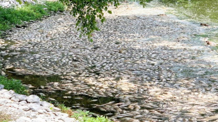 Sin razón, ni motivo aparente, mueren centenas de peces en río de Missouri