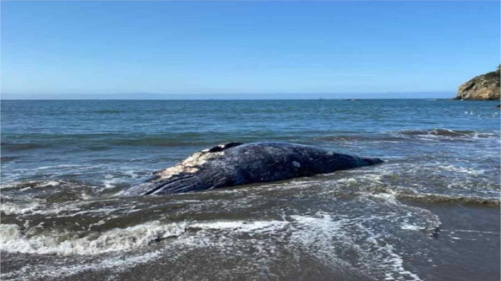 Aparecen muertas, cuatro ballenas en la Bahía de San Francisco