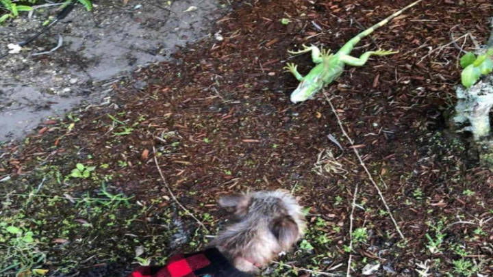 las bajas temperaturas del estado de Florida ocasionan el congelamiento de las iguanas verdes que caen como lluvia de los árboles de la región.